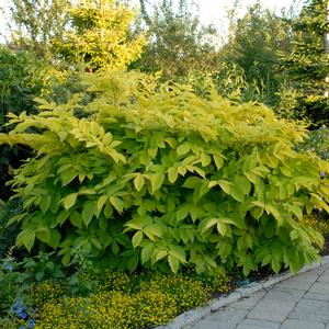 SUN KING GOLDEN JAPANESE ARALIA