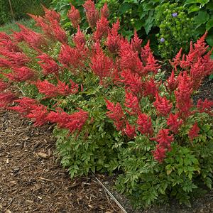 AUGUST LIGHT ASTILBE