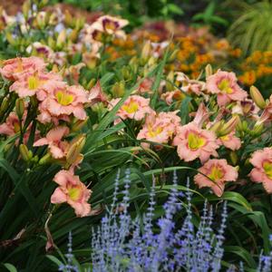 ELEGANT CANDY DAYLILY