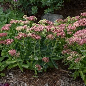 AUTUMN DELIGHT™ SEDUM