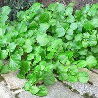 CLIMBING HYDRANGEA