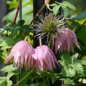 SPARKY® PINK CLEMATIS