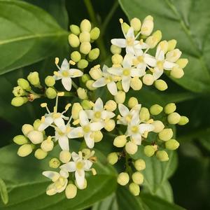 ARCTIC FIRE® YELLOW TWIG DOGWOOD