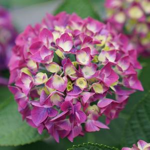 WEE BIT GIDDY® HYDRANGEA