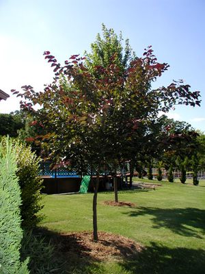 FOREST PANSY REDBUD