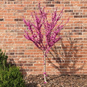 DON EGOLF MINIATURE REDBUD