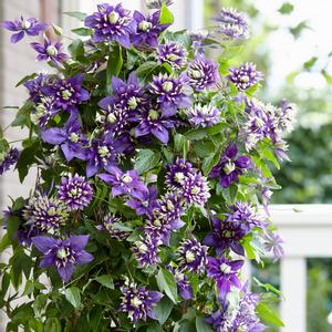 TAIGA CLEMATIS