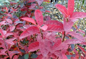 RAINBOW PILLAR® SERVICEBERRY