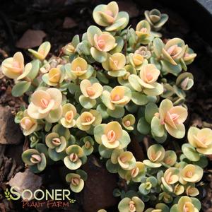 SUNSPARKLER® LIME TWISTER SEDUM