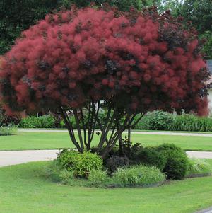 ROYAL PURPLE SMOKETREE