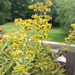 ASCOT RAINBOW EUPHORBIA