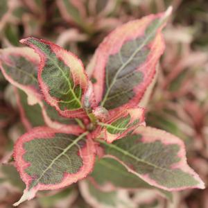 MY MONET® WEIGELA