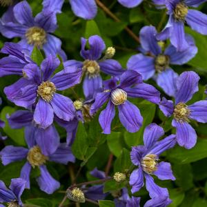 RAIN DANCE BUSH CLEMATIS