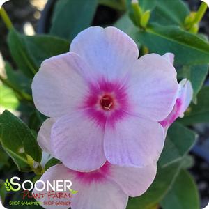 LUMINARY® OPALESCENCE GARDEN PHLOX