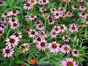 PIXIE MEADOWBRITE CONEFLOWER