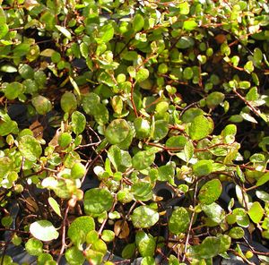 PEARLY WIRE VINE