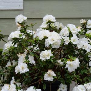 PERFECTO MUNDO® DOUBLE WHITE AZALEA