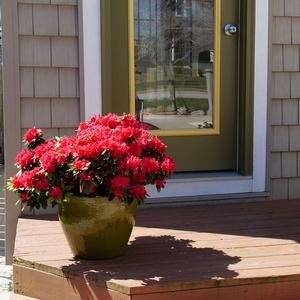 PERFECTO MUNDO® RED AZALEA