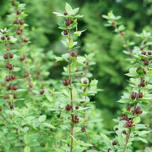 SIMPLY SCENTSATIONAL® SWEETSHRUB