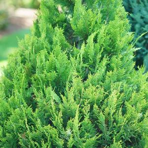 PINPOINT® GOLD FALSE CYPRESS