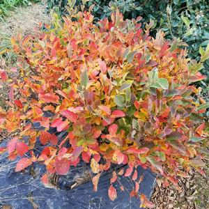 LEGEND OF THE SMALL® WITCH ALDER