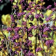 EARLY AMETHYST BEAUTYBERRY