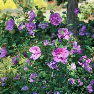 DARK LAVENDER CHIFFON® ALTHEA