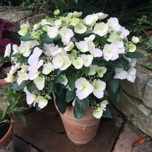 FAIRYTRAIL BRIDE® CASCADE HYDRANGEA