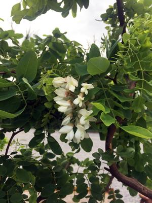 TWISTY BABY™ BLACK LOCUST