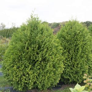 CHEER DROPS® ARBORVITAE