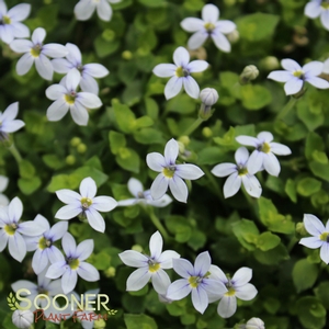 BLUE STAR CREEPER