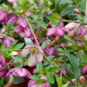 HONEYMOON® FRENCH KISS LENTEN ROSE