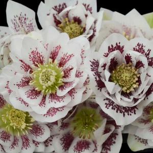 WEDDING PARTY® CONFETTI CAKE LENTEN ROSE
