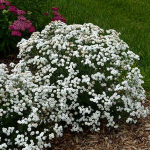 PETER COTTONTAIL YARROW