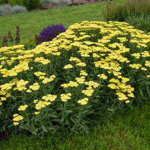 SASSY SUMMER LEMON YARROW