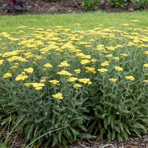 SASSY SUMMER SILVER YARROW