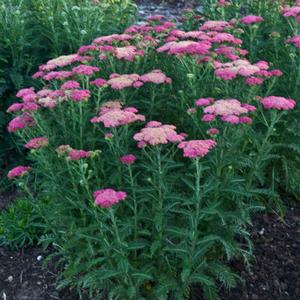 SASSY SUMMER TAFFY YARROW