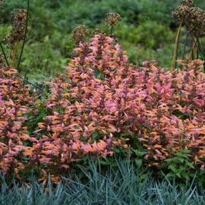 MANGO TANGO HYSSOP