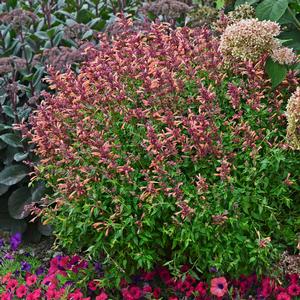 PEACHIE KEEN HYSSOP