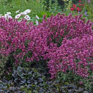 ROSIE POSIE HYSSOP