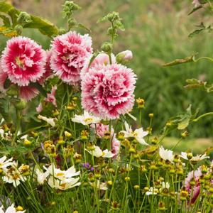 FIESTA TIME HOLLYHOCK