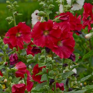 SPOTLIGHT MARS MAGIC HOLLYHOCK