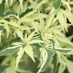 BUTTERFLY UPRIGHT JAPANESE MAPLE