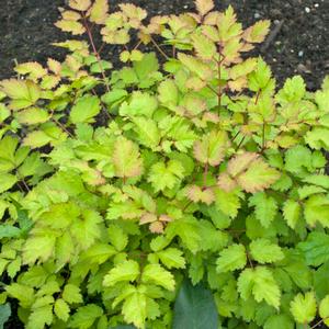 AMBER MOON ASTILBE