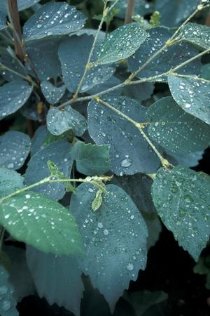 BLUE SHADOW WITCH ALDER