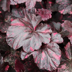 MIDNIGHT ROSE CORAL BELLS
