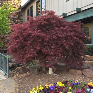CRIMSON QUEEN WEEPING JAPANESE MAPLE