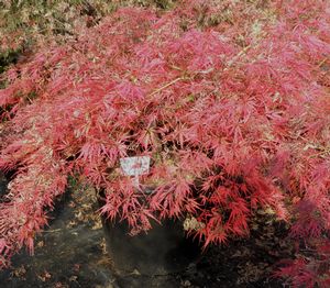 INABA SHIDARE WEEPING JAPANESE MAPLE