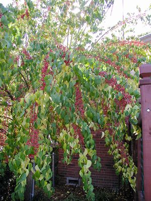 WINTERBERRY EUONYMUS