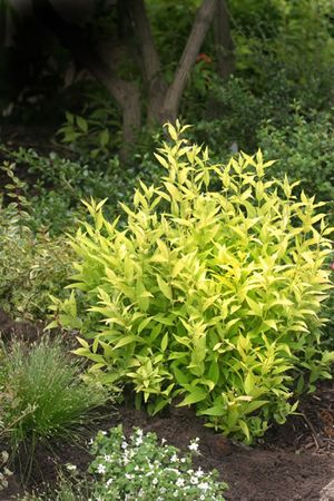 CHARDONNAY PEARLS® DEUTZIA